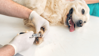 גזירת ציפורניים לכלב זה קשה – איך הופכים את זה לפשוט?